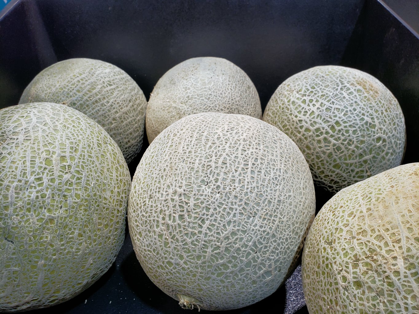 cantaloupe